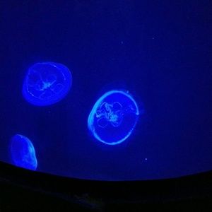 Meet your Posher, Judy